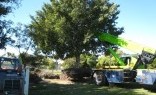 The Worx Paving & Landscaping Tree Management Services